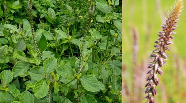 Nayurivi Root For As Brush and Tooth Powder