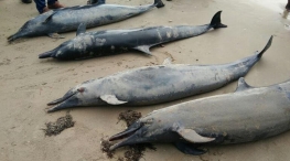 Dolphins Wash Ashore Near Tuticorin: 4 of them dies