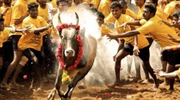  Important Decision To Be Made By SC Over Jallikattu Ordnance General News List