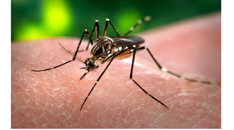 Dengue And Climate Change Are Interlinked