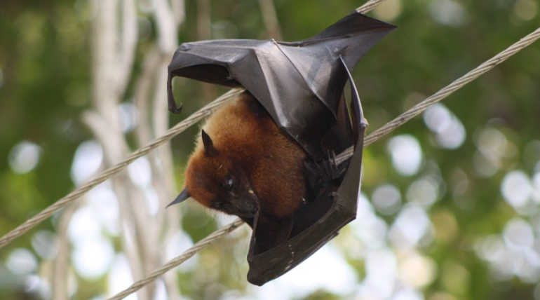 Is Nipah Virus Developing As Epidemic Disease