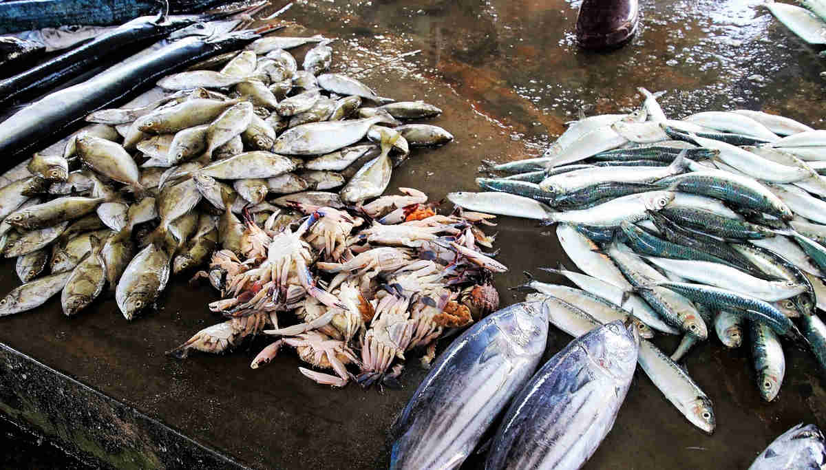 Two tonnes of Formalin laced fishes seized in Madurai