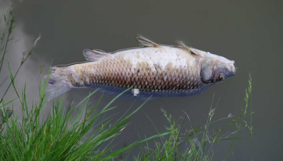 Tonnes of Fishes Found Dead in a Lake near Hosur